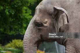 Image result for sad elephant