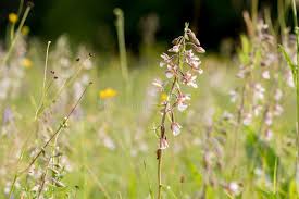 Attēlu rezultāti vaicājumam “Epipactis palustris flower”