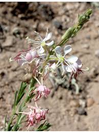 Attēlu rezultāti vaicājumam “Saussurea esthonica flower”