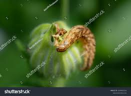 Attēlu rezultāti vaicājumam “Noctua fimbriata larva”