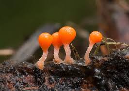 Attēlu rezultāti vaicājumam “Hemitrichia decipiens spores”