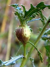 Attēlu rezultāti vaicājumam “Urophora cardui”