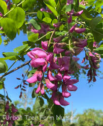 Attēlu rezultāti vaicājumam “Robinia”