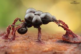 Attēlu rezultāti vaicājumam “Cribraria cancellata macro”