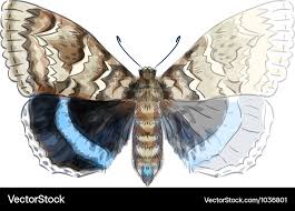 Attēlu rezultāti vaicājumam “Catocala fraxini”