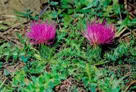 Attēlu rezultāti vaicājumam “Cirsium acaule flower”