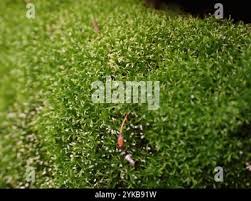 Attēlu rezultāti vaicājumam “Eucladium verticillatum”