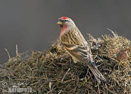 Attēlu rezultāti vaicājumam “Carduelis flammea female”