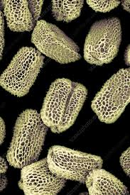 Attēlu rezultāti vaicājumam “Digitalis purpurea fruit”