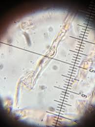 Attēlu rezultāti vaicājumam “Gloeoporus pannocinctus”