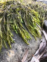 Attēlu rezultāti vaicājumam “Fontinalis antipyretica”