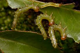 Attēlu rezultāti vaicājumam “Aphelia paleana larva”
