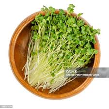 Attēlu rezultāti vaicājumam “Brassica napus fruit”