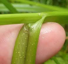 Attēlu rezultāti vaicājumam “Carex pseudocyperus female flower”