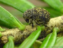 Attēlu rezultāti vaicājumam “Anthribus nebulosus”