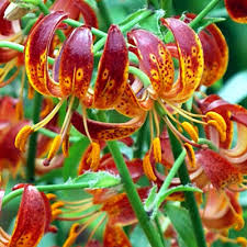 Image result for Lilium martagon `Arabian Night`