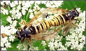 Attēlu rezultāti vaicājumam “Temnostoma vespiforme”