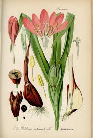 Image result for Herbstzeitlose