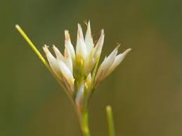 Attēlu rezultāti vaicājumam “Rhynchospora alba flower”