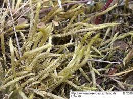 Attēlu rezultāti vaicājumam “Brachythecium albicans”