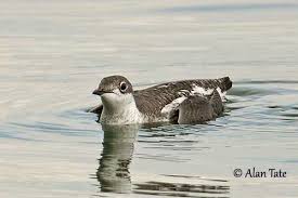 Image result for Brachyramphus perdix