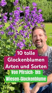 Image result for Glockenblumen