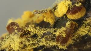 Attēlu rezultāti vaicājumam “Perichaena depressa”