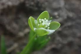 Attēlu rezultāti vaicājumam “Sagina procumbens leaf”