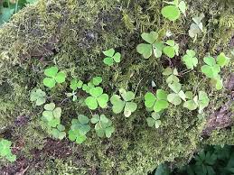 Attēlu rezultāti vaicājumam “Oxalis acetosella leaf”