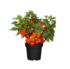 Image result for Lampionblume