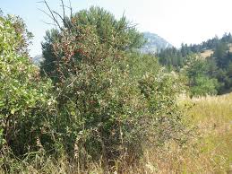 Attēlu rezultāti vaicājumam “Crataegus macracantha fruit”