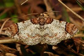 Attēlu rezultāti vaicājumam “Geometridae”