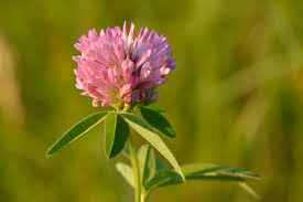 Attēlu rezultāti vaicājumam “Trifolium medium flower”