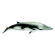 Image result for Balaenoptera bonaerensis