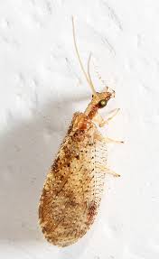 Attēlu rezultāti vaicājumam “Hemerobius perelegans”