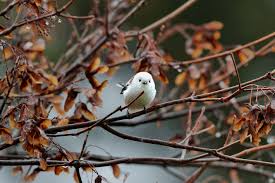 Attēlu rezultāti vaicājumam “Aegithalos caudatus adult”