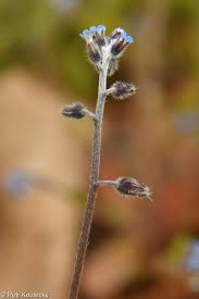 Attēlu rezultāti vaicājumam “Myosotis ramosissima flower”