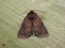 Attēlu rezultāti vaicājumam “Rusina ferruginea male”