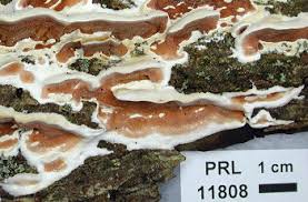 Attēlu rezultāti vaicājumam “Gloeoporus taxicola”