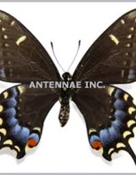 Attēlu rezultāti vaicājumam “Papilio machaon upperside”