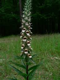 Image result for Digitalis lanata
