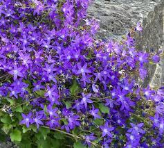 Image result for Campanula formanekiana