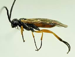 Attēlu rezultāti vaicājumam “Athelia pyriformis”