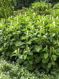 Attēlu rezultāti vaicājumam “Phytolacca acinosa flower”