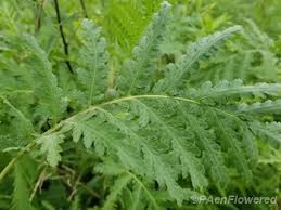 Attēlu rezultāti vaicājumam “Tanacetum vulgare leaf”