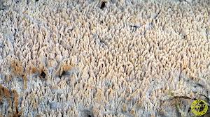 Attēlu rezultāti vaicājumam “Hyphodontia barba-jovis”