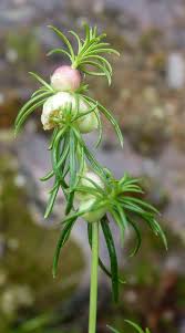 Attēlu rezultāti vaicājumam “Geocrypta galii”