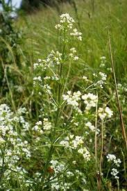 Attēlu rezultāti vaicājumam “Galium rivale”