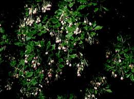 Attēlu rezultāti vaicājumam “Enkianthus chinensis leaf”