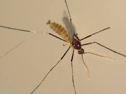 Attēlu rezultāti vaicājumam “Cecidomyiidae”